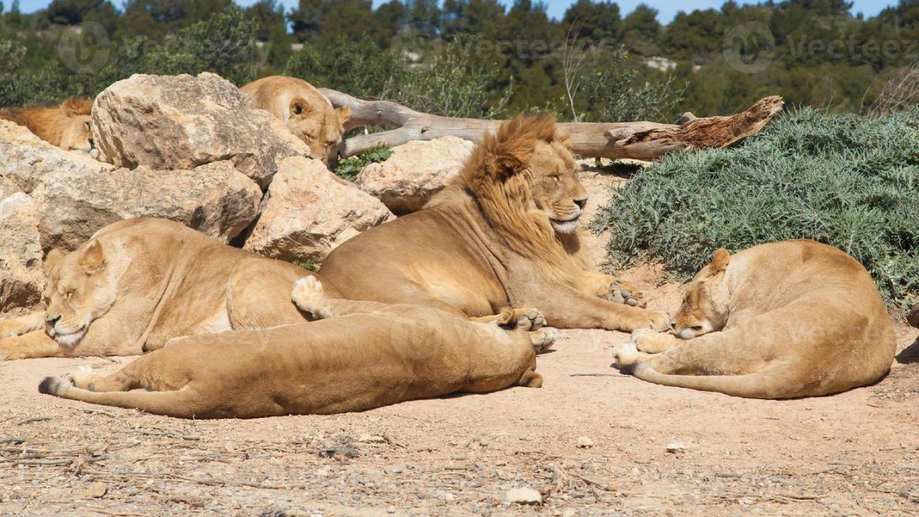 kws-responds-to-alleged-sightings-of-3-lions-near-langata-women’s-prison
