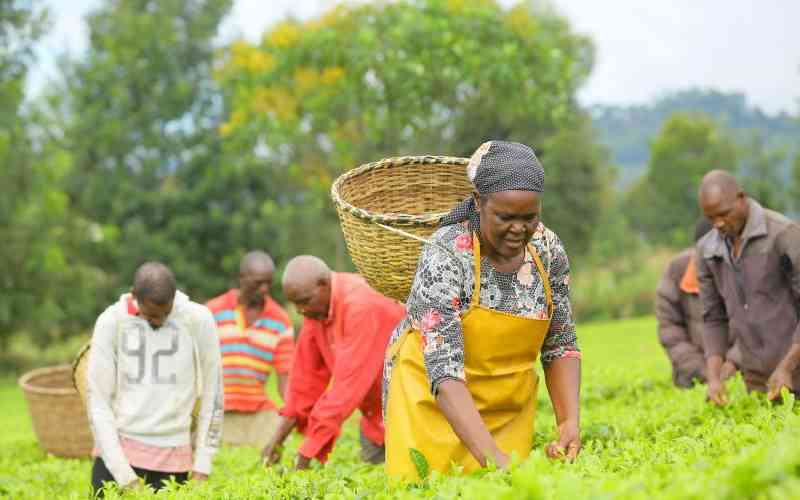 farmers-to-benefit-from-china-kenya-tea-trade-centre